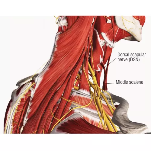The dorsal scapular nerve in the neck.