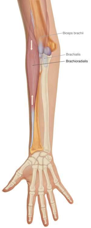 The biceps brachii, brachialis, and Brachioradialis muscles.