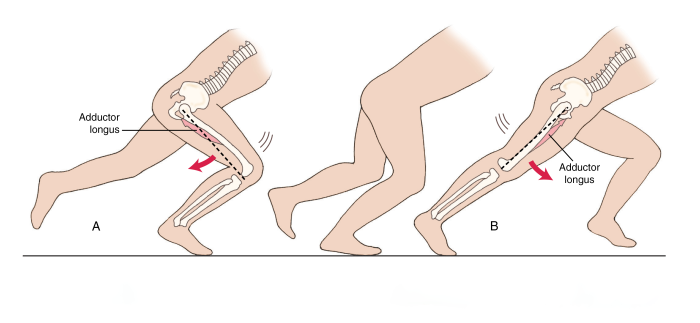 The adductor longus in motion.