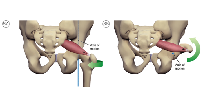 Posterior views of the right piriformis, and arrows showing axis of motion.