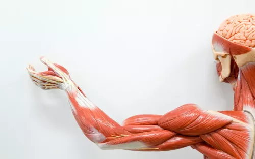 An anatomical figure with defined tissues and muscles from the brain to the torso to the arms.