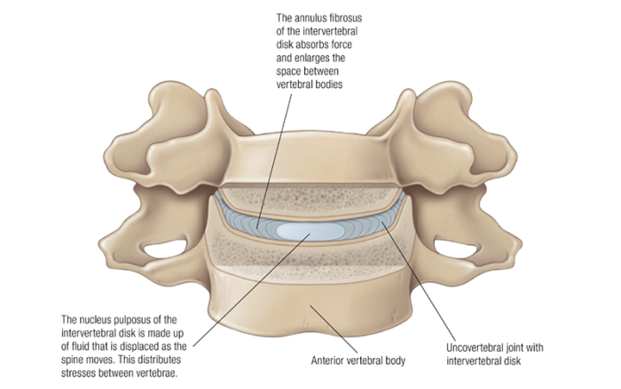 The anatomy of a vertebral disc including the fibrocartilage and fluid.