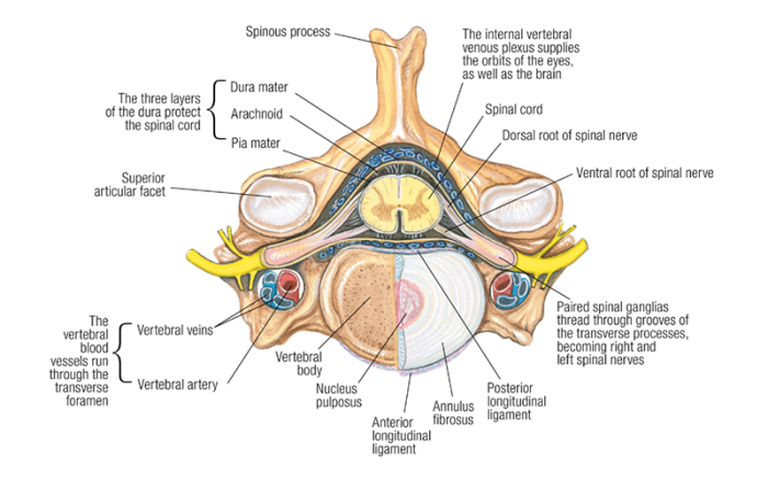 Composition of the vertebral discs and vertebral column, including vertebral blood vessels.