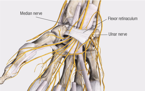 The flexor retinaculum as the roof of the carpal tunnel and the floor of Guyon's canal.