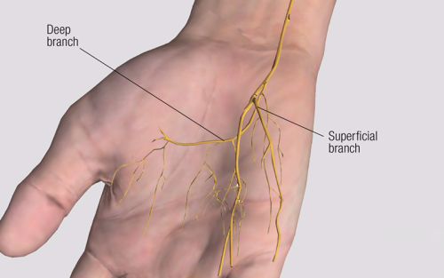 Small distal branches of the ulnar nerve overlaid on the palm of a human hand.