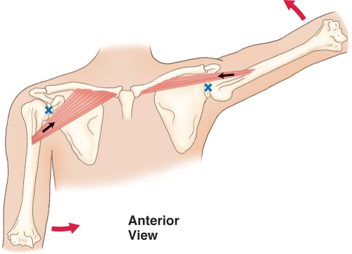 Anterior view of the clavicular head on the right side adducting the arm at the glenohumeral joint, and on the left side, it is an abductor.