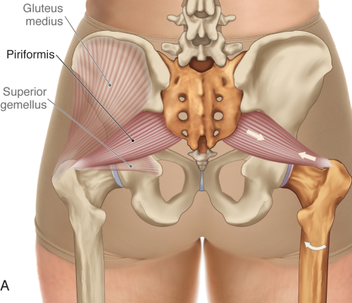 Posterior view of the gluteus medius and piriformis muscles.