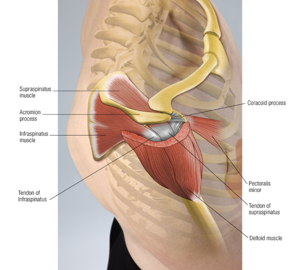 The supraspinatus muscle, acromion process, and infraspinatus muscle on the top of the shoulder, connecting to the deltoid muscle.