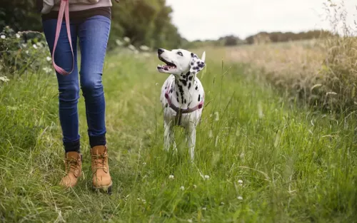 A Dalmatian dog walking in heel position next to their human outdoors.