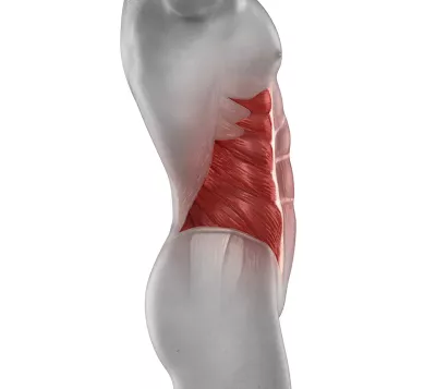 Lateral view of the oblique abdominal muscles.