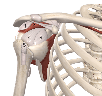 a diagram of five tissues involved in subacromial pain.