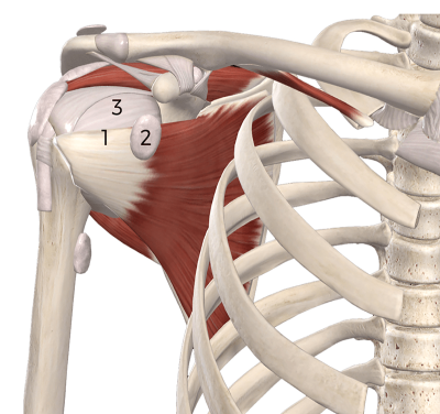 anatomical diagram of the three tissues involved in subcoracoid pain.