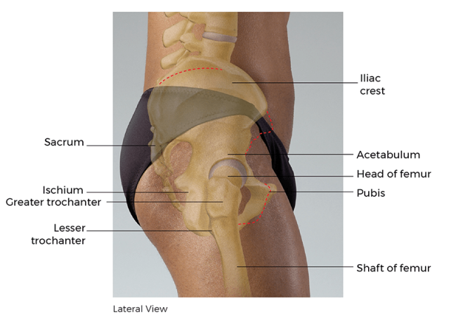 lateral view of the ischium, sacrum, coxal joint, femoral head, and hip joint.