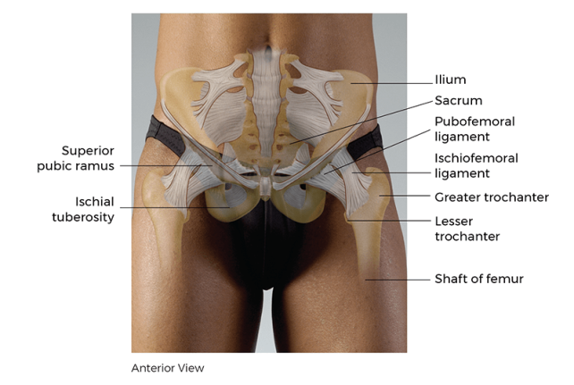 Anterior view of the ischium, sacrum, coxal joint, femoral head, and hip joint.