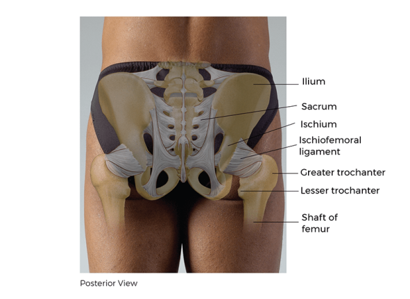 Posterior view of the ischium, sacrum, coxal joint, femoral head, and hip joint.