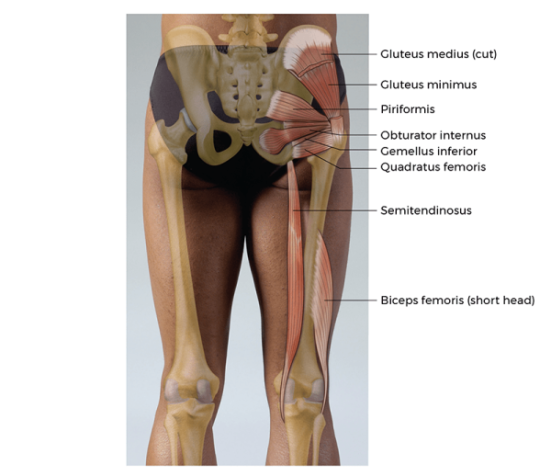 posterior view of muscles in the right gluteus and hip area, including gluteus, piriformis, and quadratus femoris. 