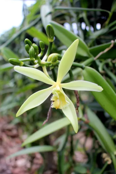 A flower on a vanilla plant