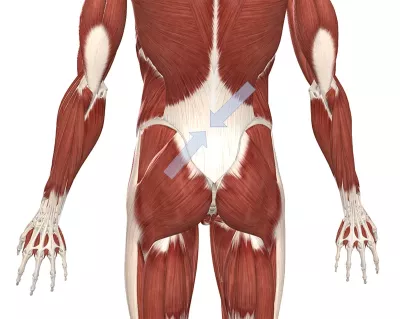 posterior view of fascial connections in the lumbo-pelvic region, with arrows pointing in direction of movement towards low back.