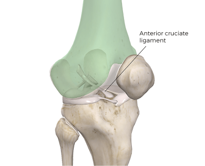 3D visual of the anterior cruciate ligament.