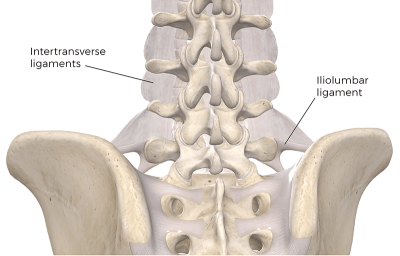 the intertransverse and iliolumbar ligaments in the spine.
