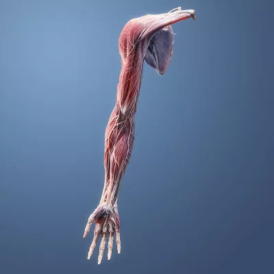 The tendons, muscles, and veins of a right arm and hand are displayed.