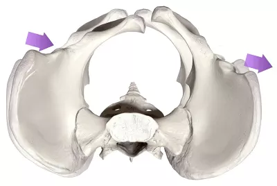 arrows showing placement of practicioner's hand position on a pelvis to help encourage client's ilia rotation. 