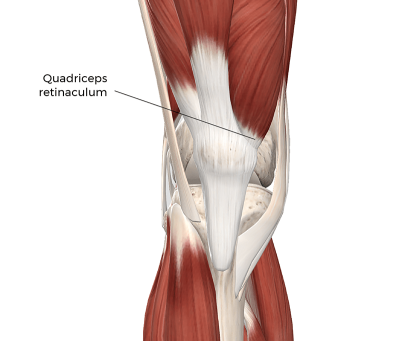 the connective tissues that make up the quadriceps retinaculum.