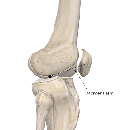 the patellar joint's axis of rotation and line of force that acts on the joint.