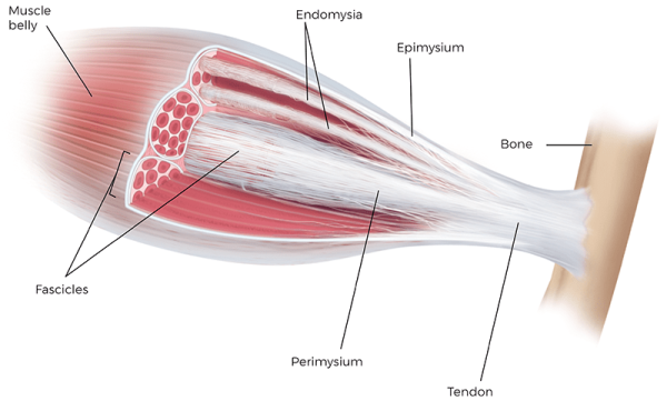 Macroscopic muscle anatomy and muscle tissue.