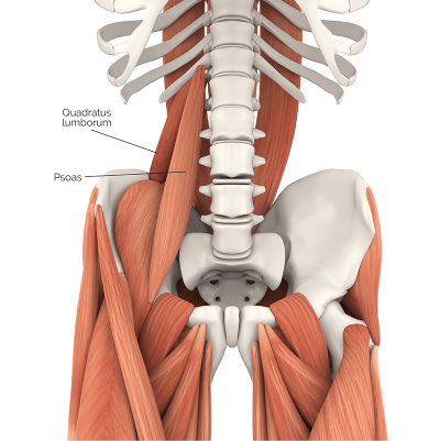 Illustration highlighting the QL and the Psoas muscles.