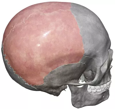 An MT demonstrates the parietal technique on a skull. 