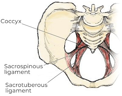 The sacrotuberious and sacrospinous ligaments that attach to the coccyx.