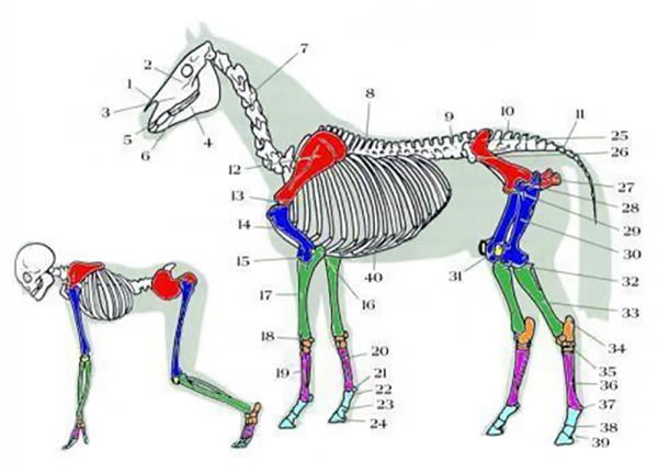 Comparing biped limbs to quadruped limbs in human vs. horse anatomy. Both the human and horse are drawn with all four limbs walking on the ground.