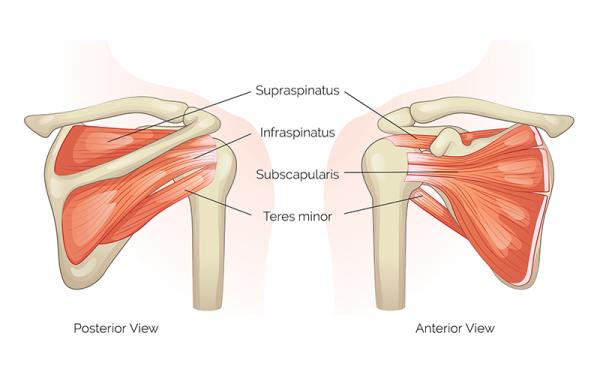 posterior and anterior view of the rotator cuff and shoulder muscles