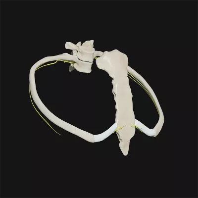 a pair of ribs that wrap around and form a ring.