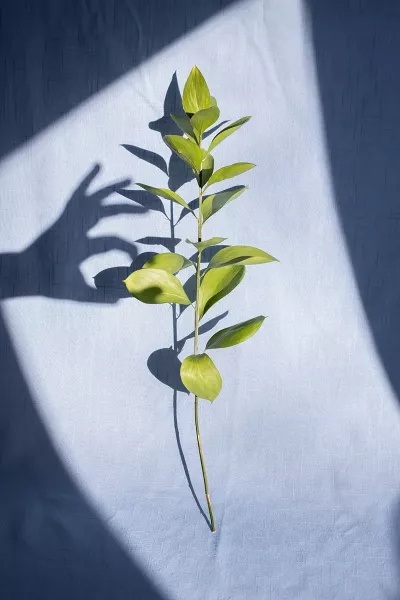 A plant branch sits in the light while a shadow of one of its leaves is shown being plucked by a human hand.