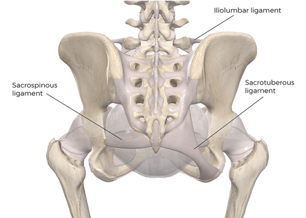 Sacrotuberous, sacrospinous, and iliolumbar ligaments.