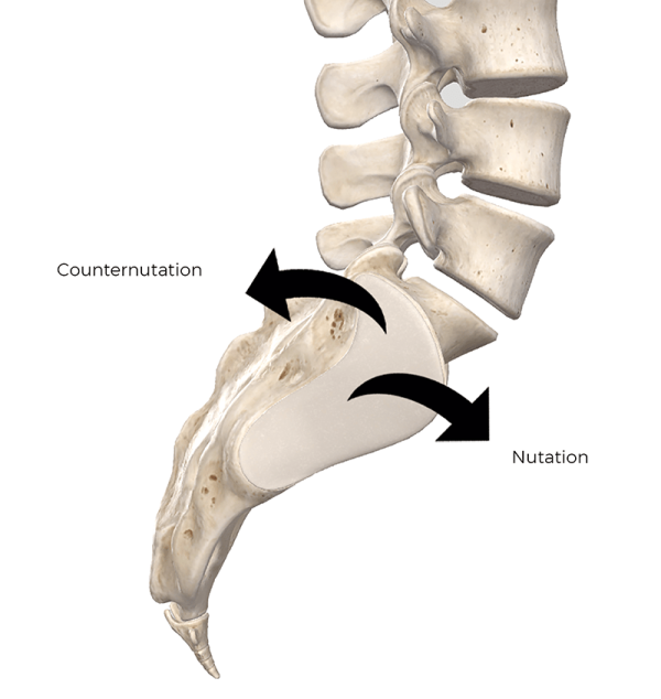 Nutation and counternutation of the spine.