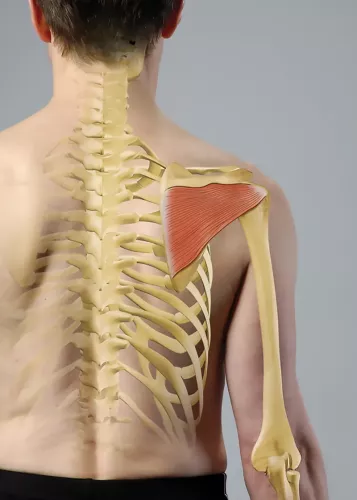 the infraspinatus muscle in the shoulder.