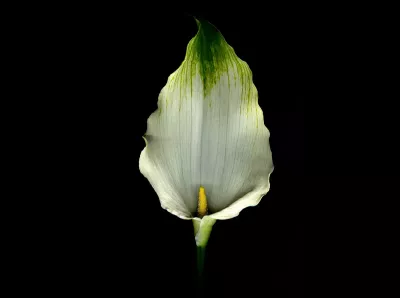 a single white lily flower on a black background.