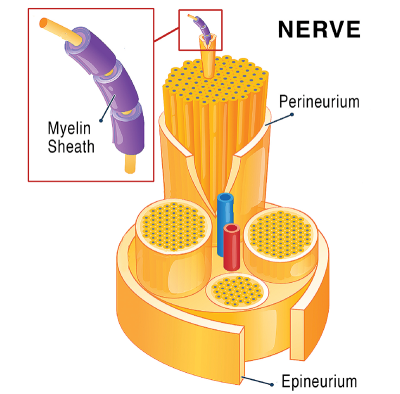 inside diagram of a nerve and myelin sheath