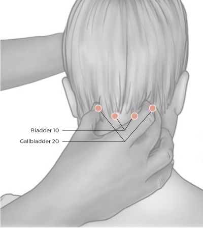 locatoin of 4 pressure points, bladder 10 and gallbladder 20, along occipital ridge at base of skull..