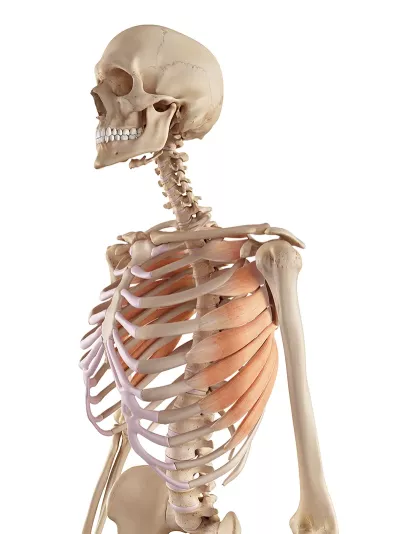 The serratus anterior muscle.