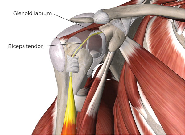 Anatomical display of the biceps tendon attached to the scapula. 
