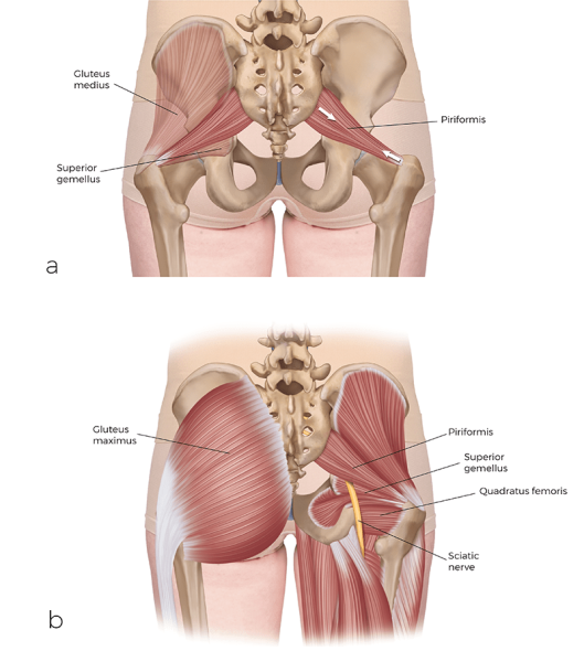 Images 1a and 1b, anterior and posterior view of the piriformis muscle and gluteus.