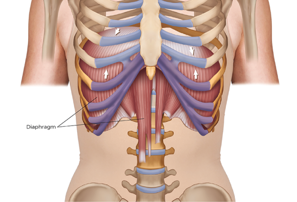 frontal view of the diaphragm in relation to the ribcage and lungs.