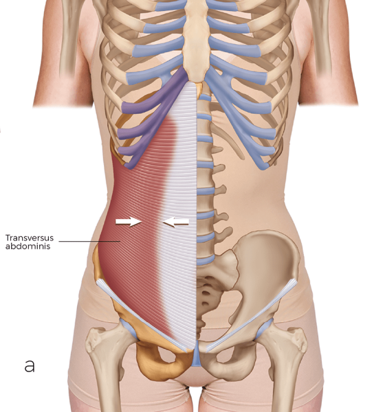 frontal view of the transverse abdominus, image 6a.
