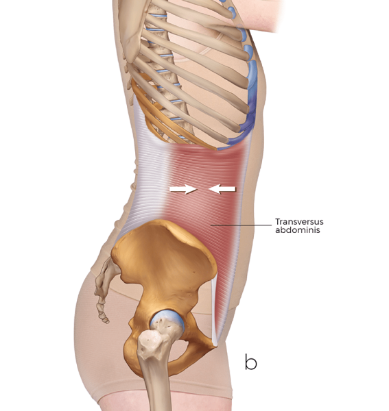 lateral view of the transverse abdominus, image B.