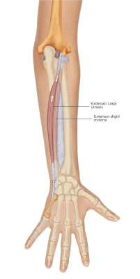 aerial view of the Extensor Carpi Ulnaris muscle in the forearm.