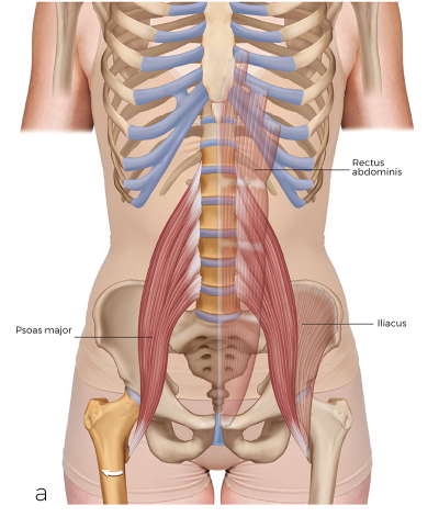 diagram of the pelvis, torso, ilia, and psoas major muscle.